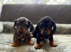 Miniature dachsund