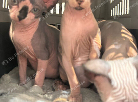 Sphynx kittens Ready for New home