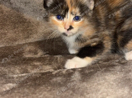 Kittens
