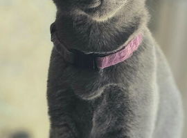 Pedigree Russian Blue Boys, 4.5 Months Old &ndash; North London