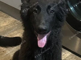 German Shepherd puppy!