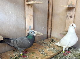Selling 4 pigeons