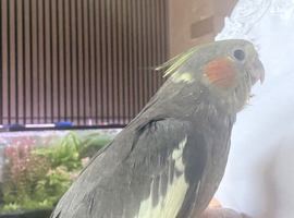 Beautiful Handreared cockatiels