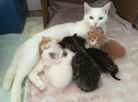 Five Kittens are ready for their new home