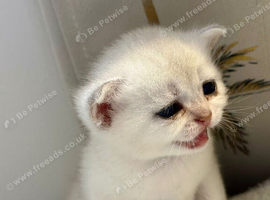 British shorthair