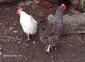 Speckled hens for sale