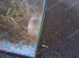 Male Robo Hamster 4 months old