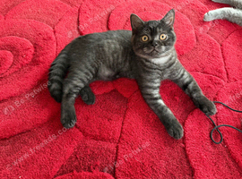 British and Scottish Fold kittens