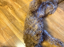 Cockapoo