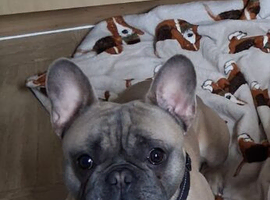 Her is my stunning male french bulldog