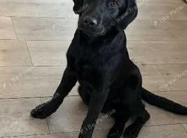 9 month old female kc reg lab
