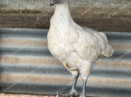 Pullets available in lots of breeds