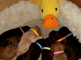 Sweet cuties for new homes,,,,