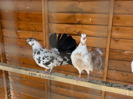 3 fantails for sale