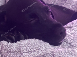 Puppy cockerjack