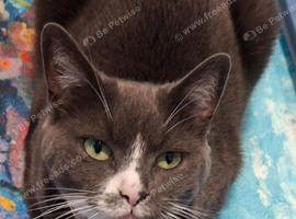 Grey and White Female Cat