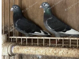 &pound;20 a pigeon  late born ones 2026