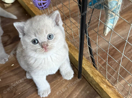 Pure BSH lilac kittens