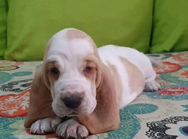 RE-HOME 9 MONTH OLD BASSET HOUND PUP