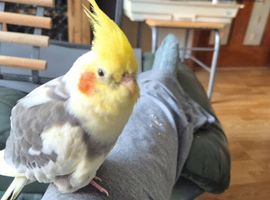 Hand Tame Cockatiel Pair (M 2yrs & F 3yrs) &ndash; 2 x Spacious Cages & Complete Setup &ndash; &pound;350