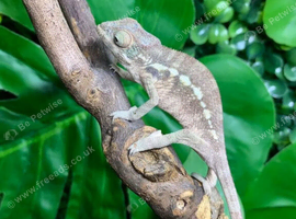 Red Ambilobe Panther Chameleons at Birmingham Reptiles
