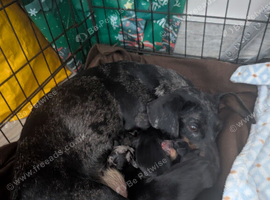 4 smooth dachshund puppies