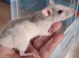 2 female baby rats for sale