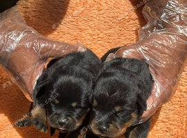 Top quality kc Rottweiler pups german/serbian