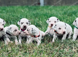 Gorgeous KC Registered Liver spotted Dalmatians.