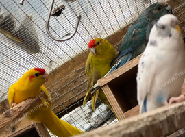 Stunning Kakarikis