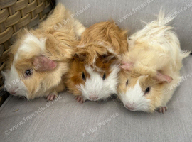 Very handsome funky haired baby Guinea pigs.