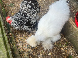 2 bantam chickens. 1 silkie. 1 pekin