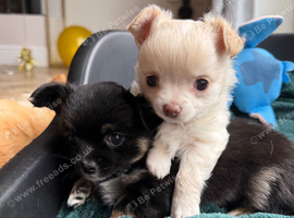 Gorgeous long haired chihuahua pups
