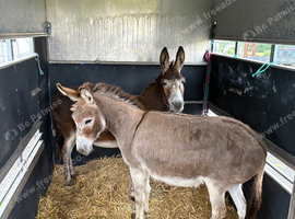 2 miniature jenny donkeys
