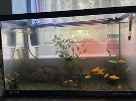 70l fish tank with fish