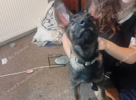 German shepard puppy