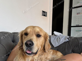 For sale golden retriever