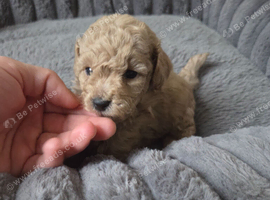 KC reg Fawn Toy Poodle Puppies