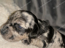 BEAUTIFUL JACK RUSSELL PUPPIES - LOOKING FOR THEIR FOREVER HOMES!