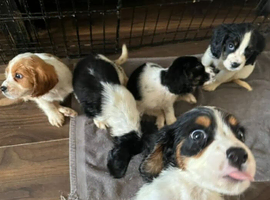 4 Sprockalier puppies!