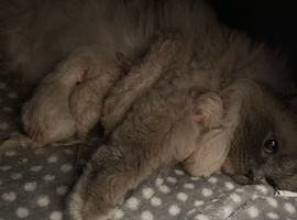 Ragdoll kittens