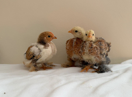 15 Pekin bantam chicks