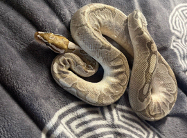 Bamboo Ball Python
