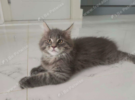 SILVER MAINE COON KITTEN BOY FOR SALE