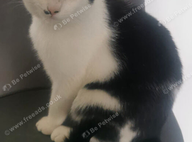 Missing Cat. Black and White called Chompie in Bolton