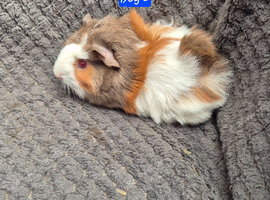 Guinea Pigs looking for new homes