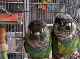 Pearly conure pair