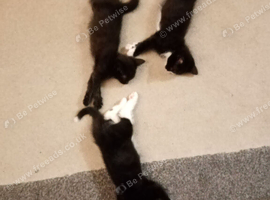 8 week old kittens. 2x Black and white tuxedo - 1x all black