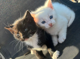 RARE british shorthair kittens