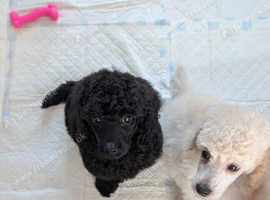 Exceptional moyen poodle puppies